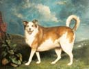 Dame Margaret Price's dog